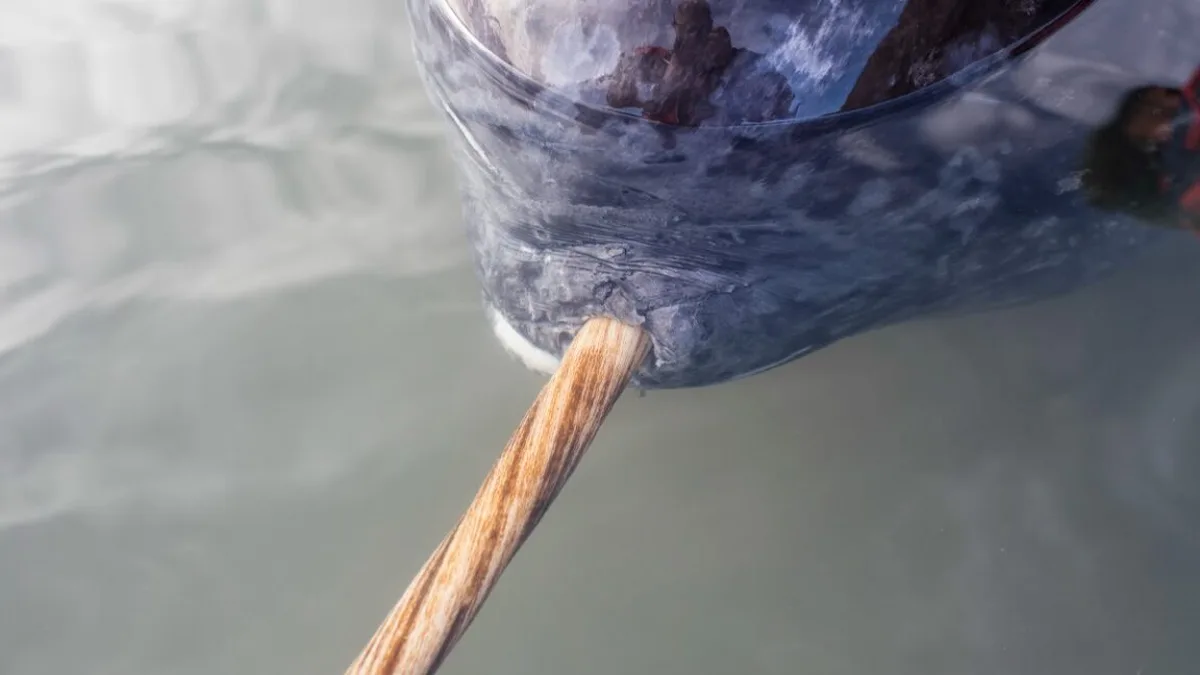 How X-ray imaging revealed the counter-spiral structure of narwhal tusks