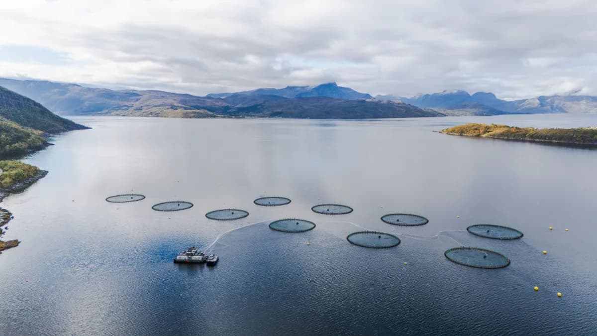 Farmed Salmon May Not Be as Nutritious as It Once Was: New Research Suggests