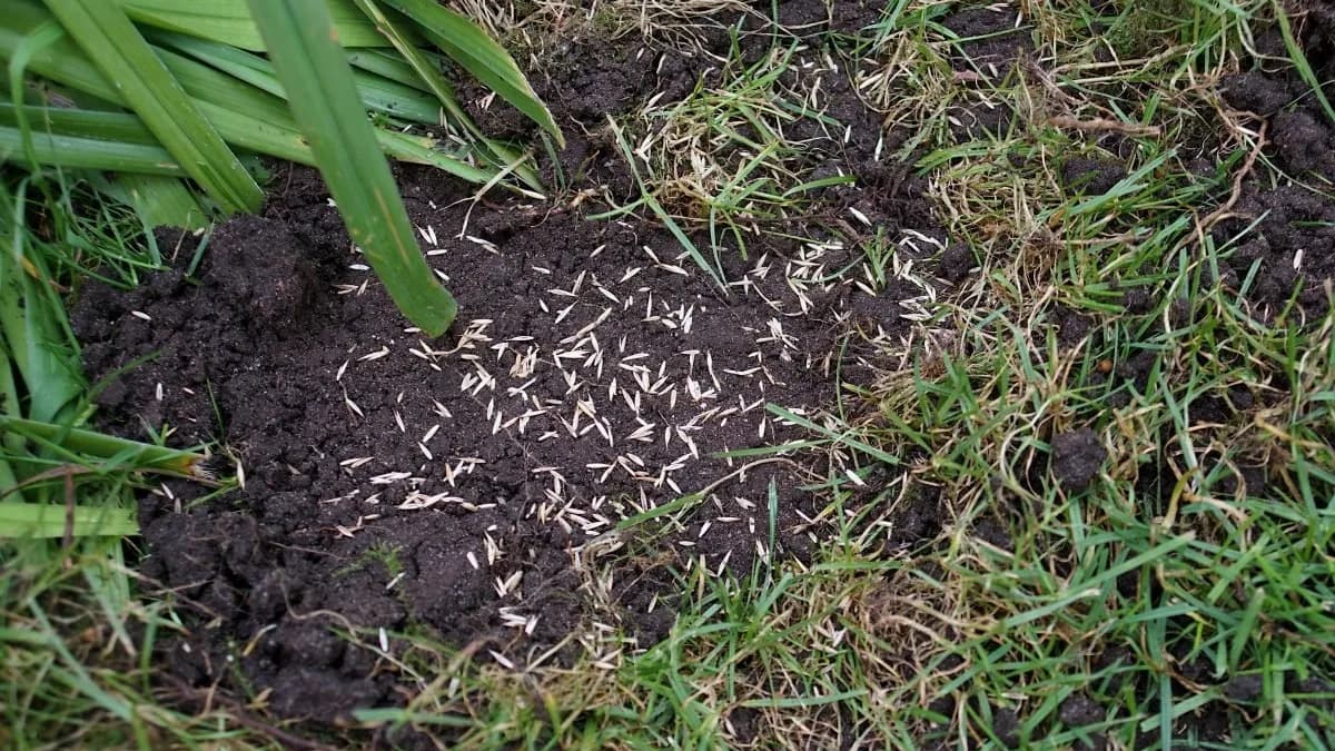 Signs You Shouldn't Reseed Your Lawn: Soil Diagnostics and Turf Timing